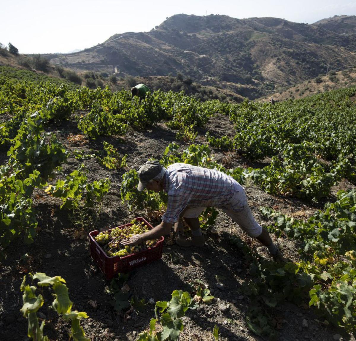El calor no da tregua en estas latitudes, por lo que la cuadrilla comienza la vendimia de la uva moscatel a las siete de la mañana