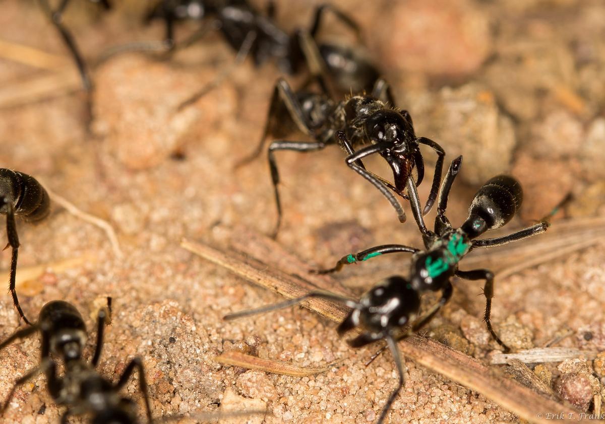 Ejemplares de la especie analizada