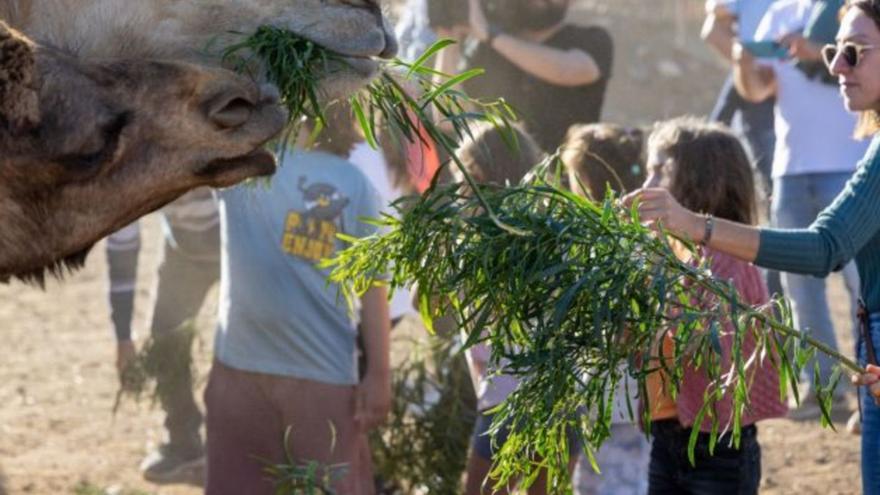 Un grupo de niños alimenta a los camellos de los Reyes Magos en la reserva Dromemilk Camel Bio Farm. | | LP/DLP