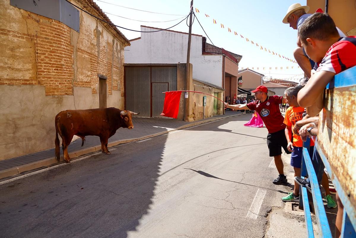 GALERÍA | Emoción y riesgo en el encierro de La Bóveda de Toro