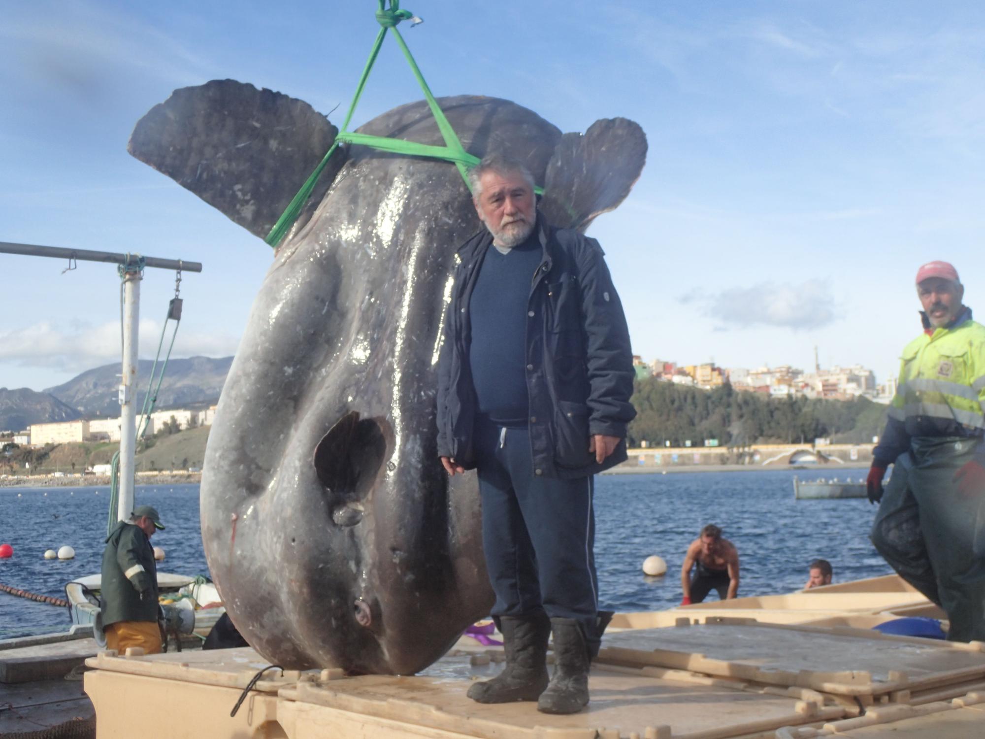 Un monstruo de pez luna revienta la báscula