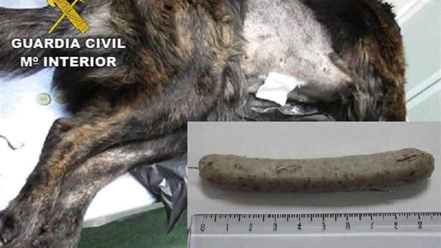A disposición judicial un hombre de Navalmoral por intentar matar un perro con agujas dentro de salchichas