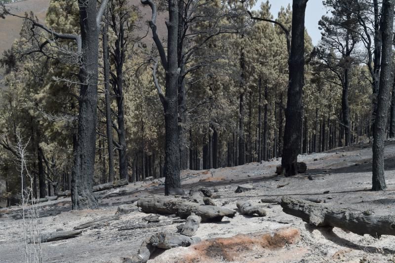 24-08-2019 TEJEDA. Zonas quemadas junto a la carretera de Cruz de Tejeda a Pinos de Galdar  | 24/08/2019 | Fotógrafo: Andrés Cruz