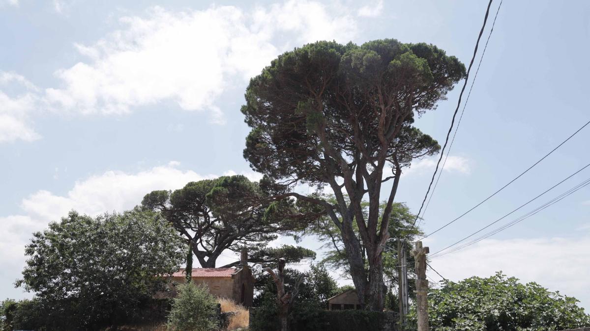 Árboles de San Roque