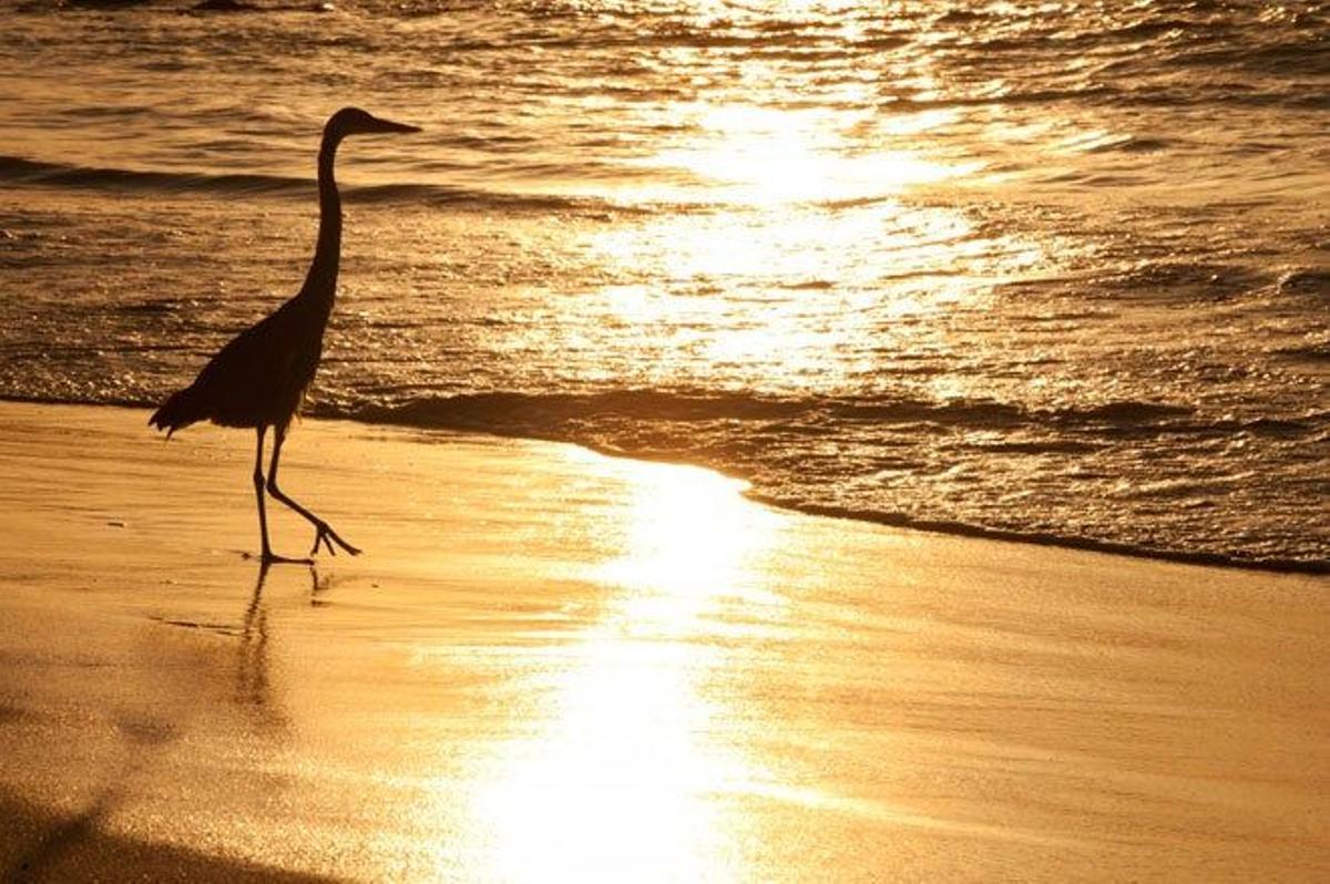 Heron caminando par la playa en las islas Galápagos.