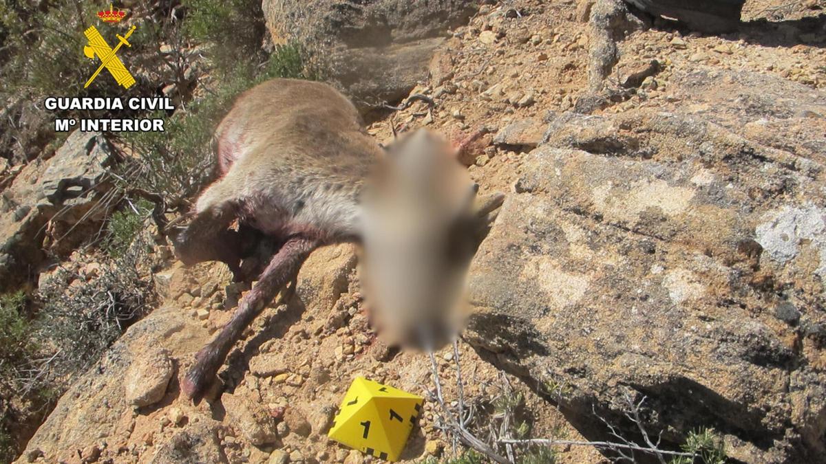 Uno de los ejemplares hallados muertos.