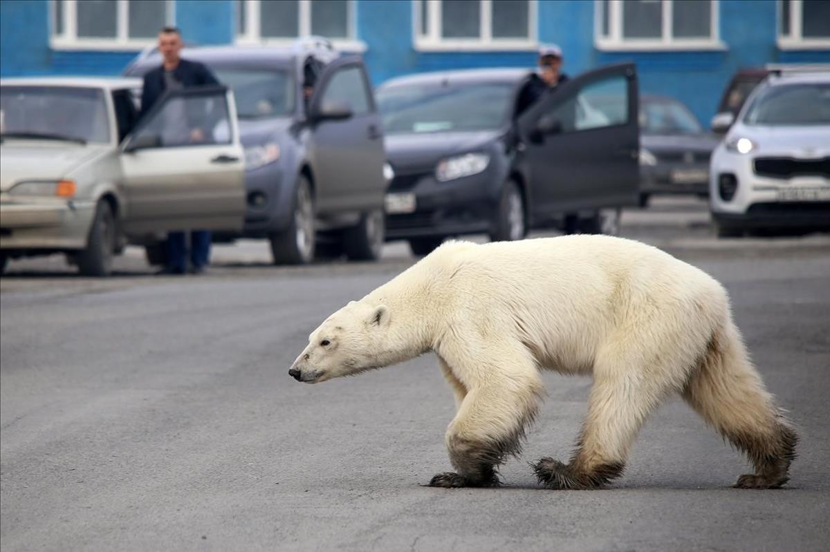 Un oso polar camina en una carretera a las afueras de la ciudad industrial de Norilsk, Rusia. Un animal, al parecer hambriento fue visto a cientos de kilómetros de su hábitat natural, dijeron las autoridades.