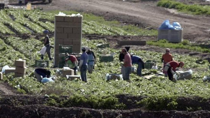 Trabajadores en una finca agrícola