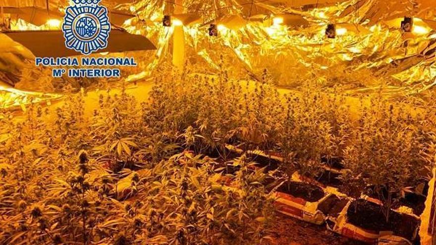 Tres detenidos y desmantelado un invernadero con 215 plantas de marihuana en Córdoba