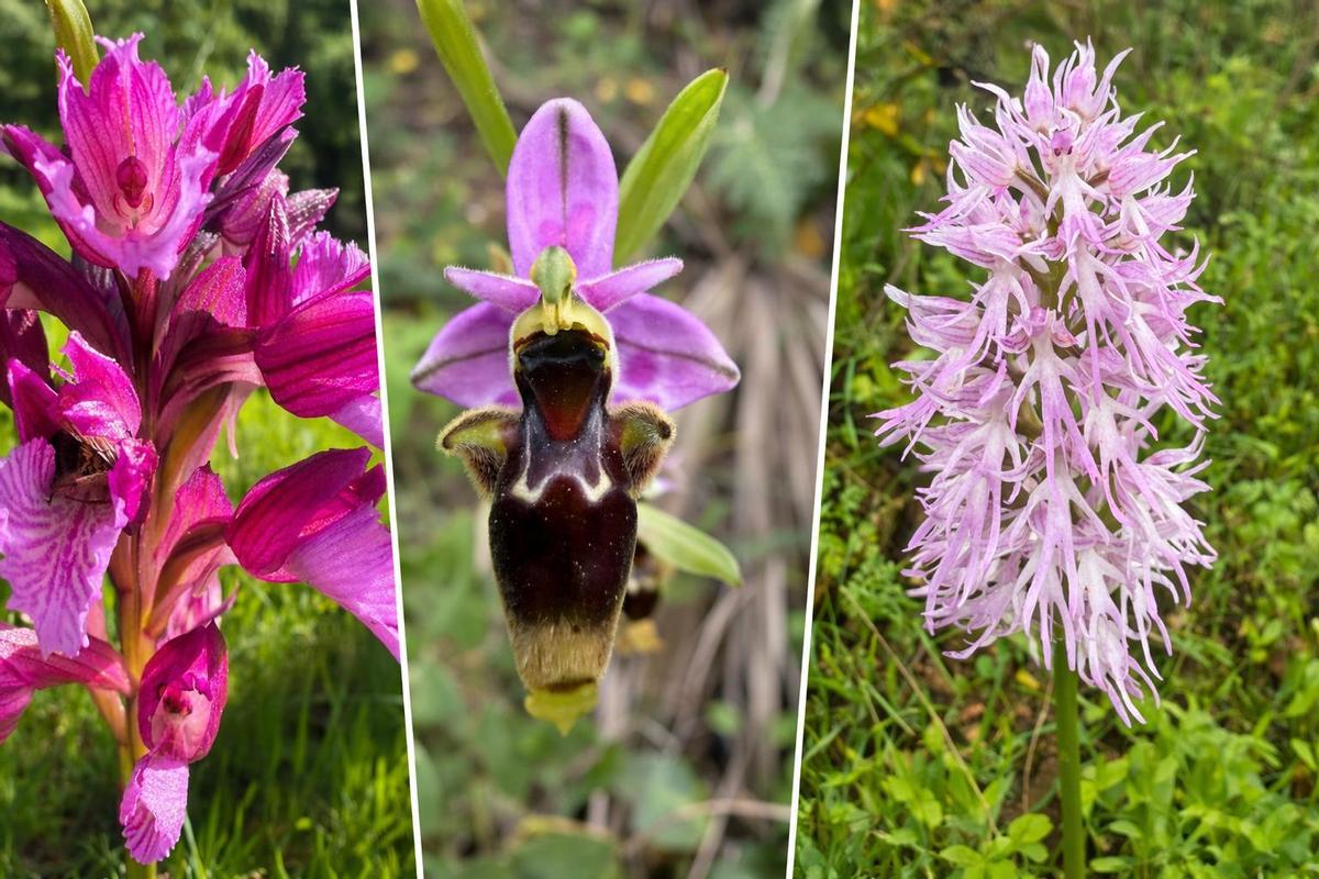 Ejemplares de orquídeas que se pueden contemplar en Hornachuelos.