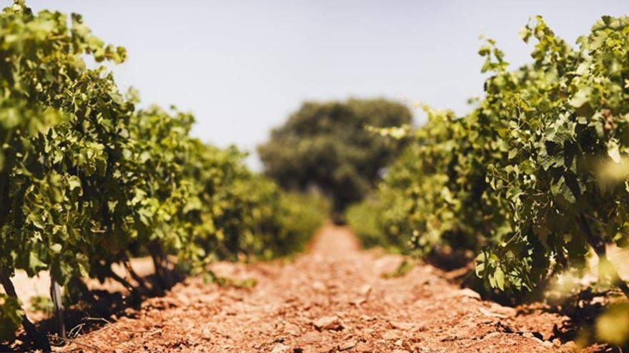 s valencianos reclaman ayudas públicas como en Francia para destilación y arranque de viñedos