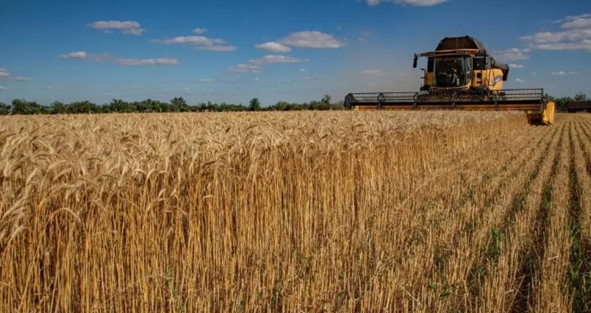 Una máquina durante la recolección de cereales.