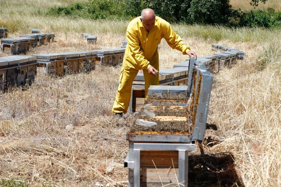 Colmenas con abejas muertas en San Vitero