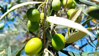 La DO Oliva de Mallorca estudia incorporar una nueva variedad de olivo