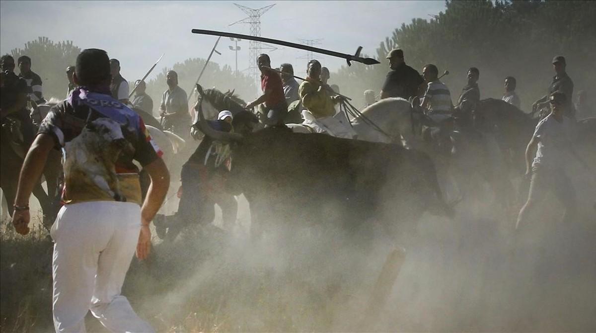 Un toro es lanzado durante la fiesta del toro arpón Toro de la Vega en Tordesillas