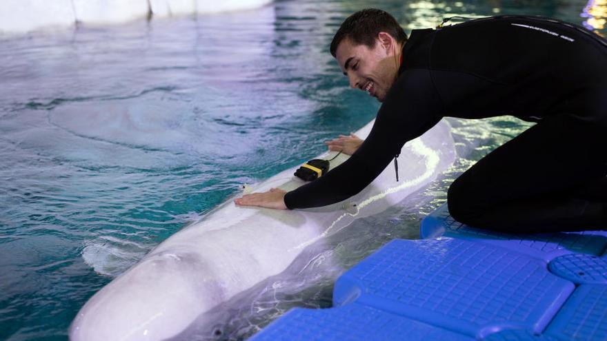 El Oceanogràfic alcanza la acreditación más exigente del mundo en cuidado animal