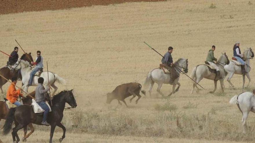 Varios caballistas junto a una vaquilla en el encierro de ayer.