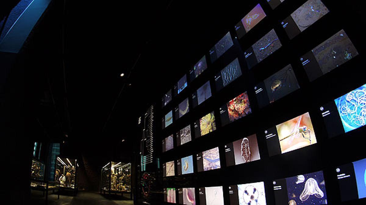 El Museu de Ciències Naturals de Barcelona inaugura l’exposició ’Planeta vida’.