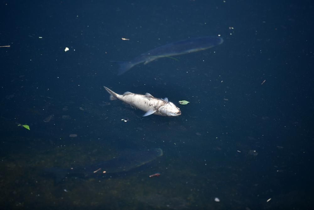 Aparecen peces muertos flotando en el río Lérez