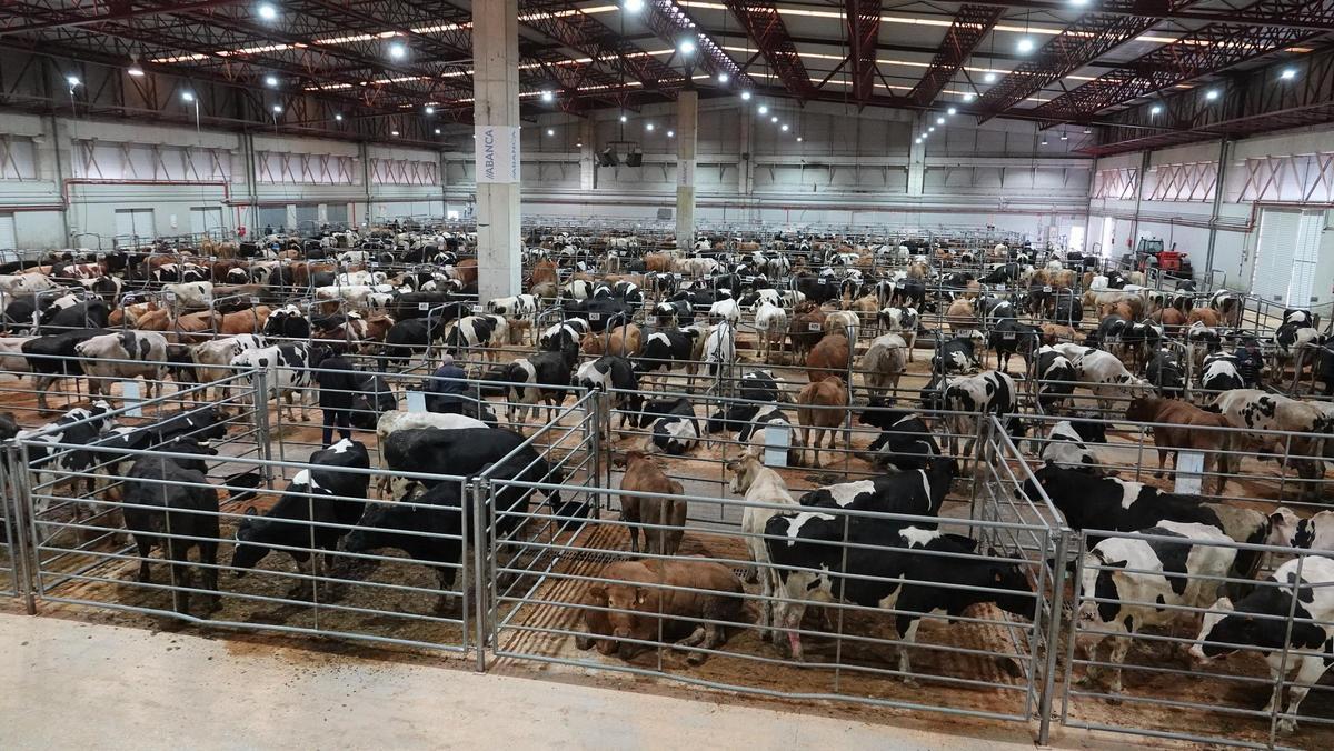 Subasta de ganado hace unos días, en una central agropecuaria gallega.