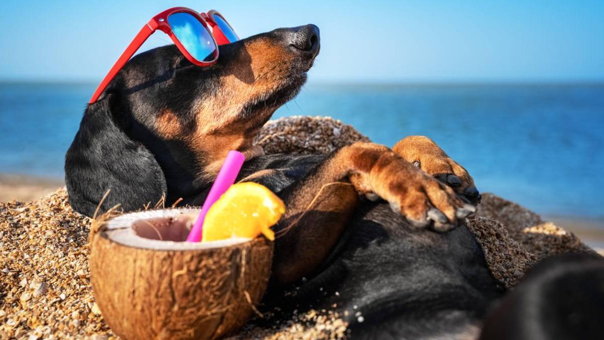 Viajar con mascotas: qué necesitas saber antes de tus vacaciones