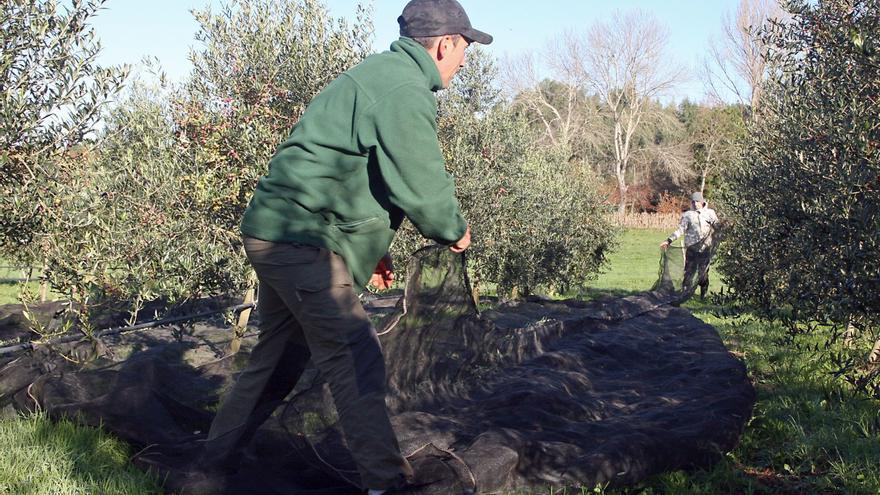 Recogida de olivas en As Besadas. |  Bernabé