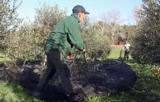 La oliva estradense llega con calidad excelente tras un verano seco y soleado