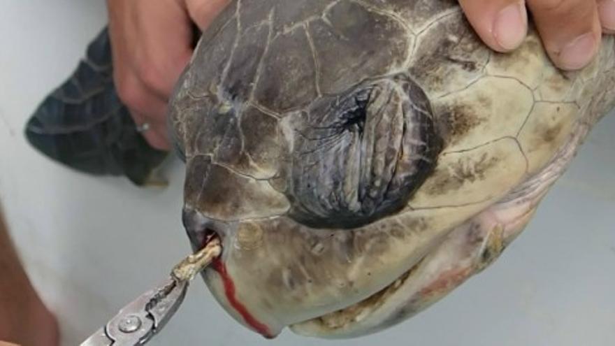 Extraen una pajita de refresco de la nariz de una tortuga