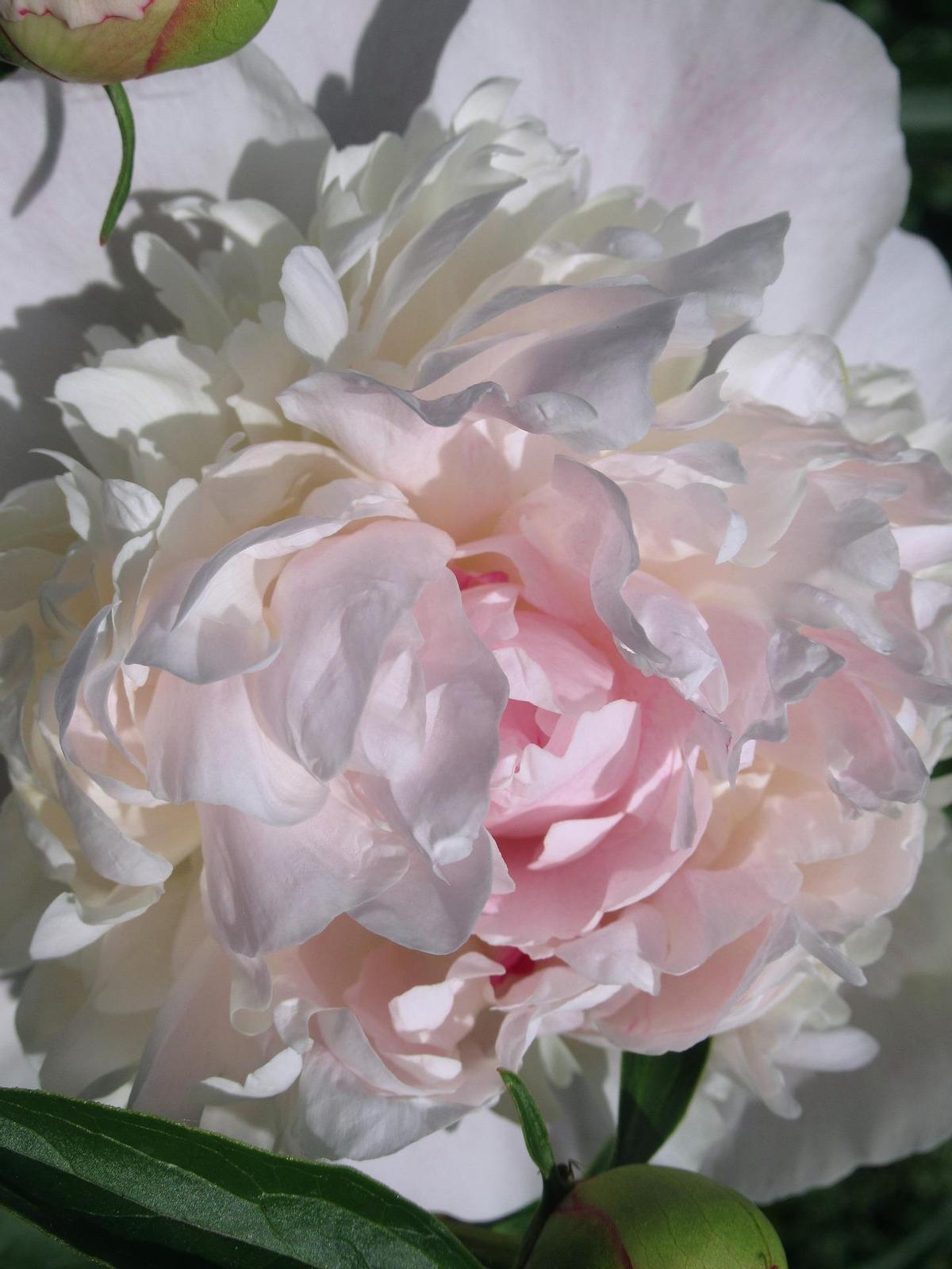 Los nardos florecen en primavera