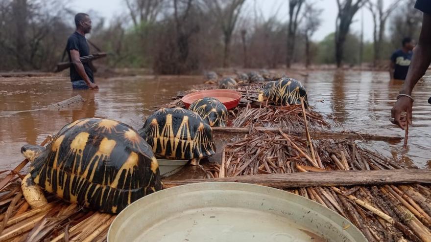 Rescatan a 10.000 tortugas en Madagascar tras ser destruido su santuario natural por un tifón