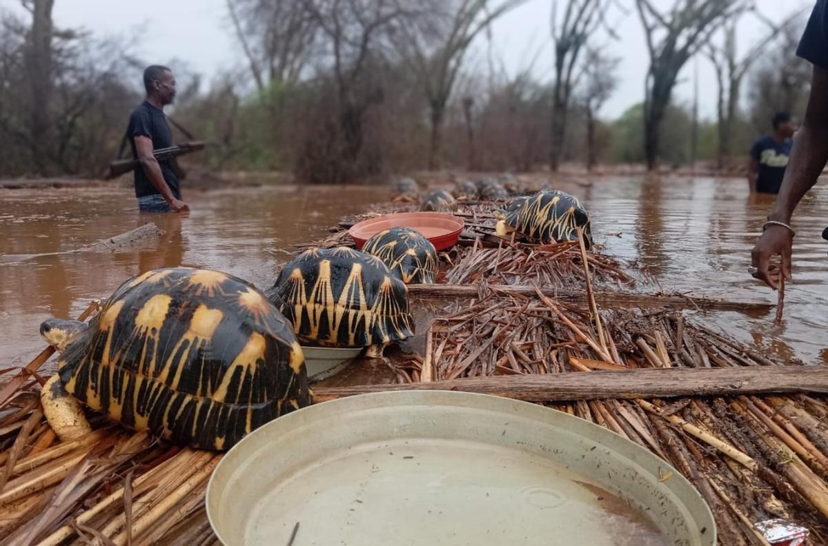 Personal rescatando tortugas arrastradas por el agua