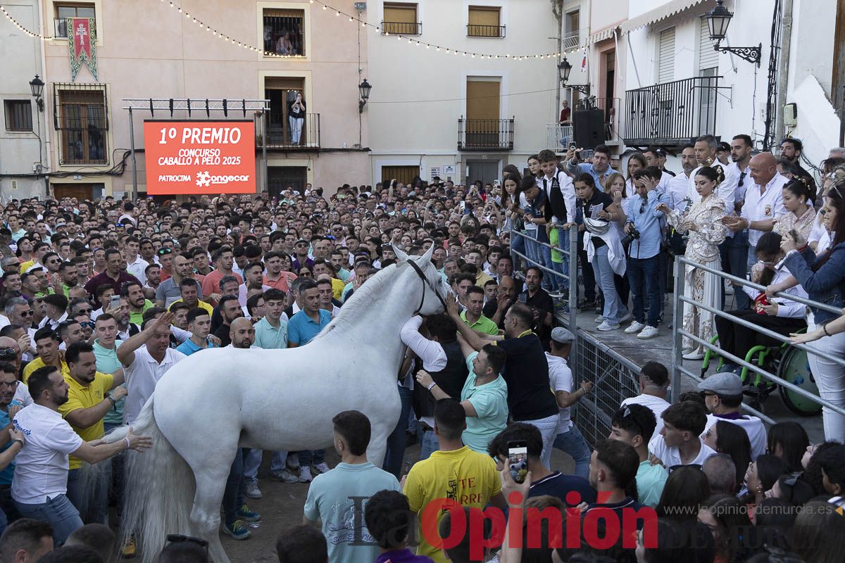 Fiestas de Caravaca | Entrega de premios del concurso morfológico