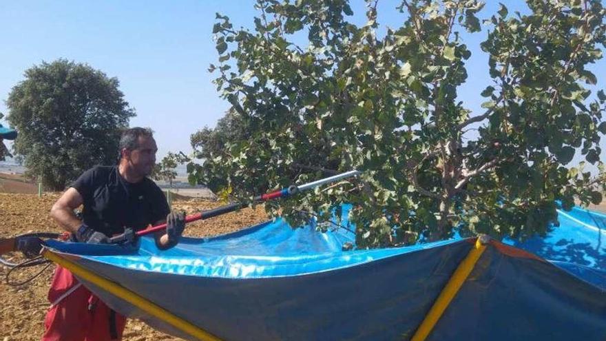 Un socio de la cooperativa recoge la producción de pistacho en su parcela.