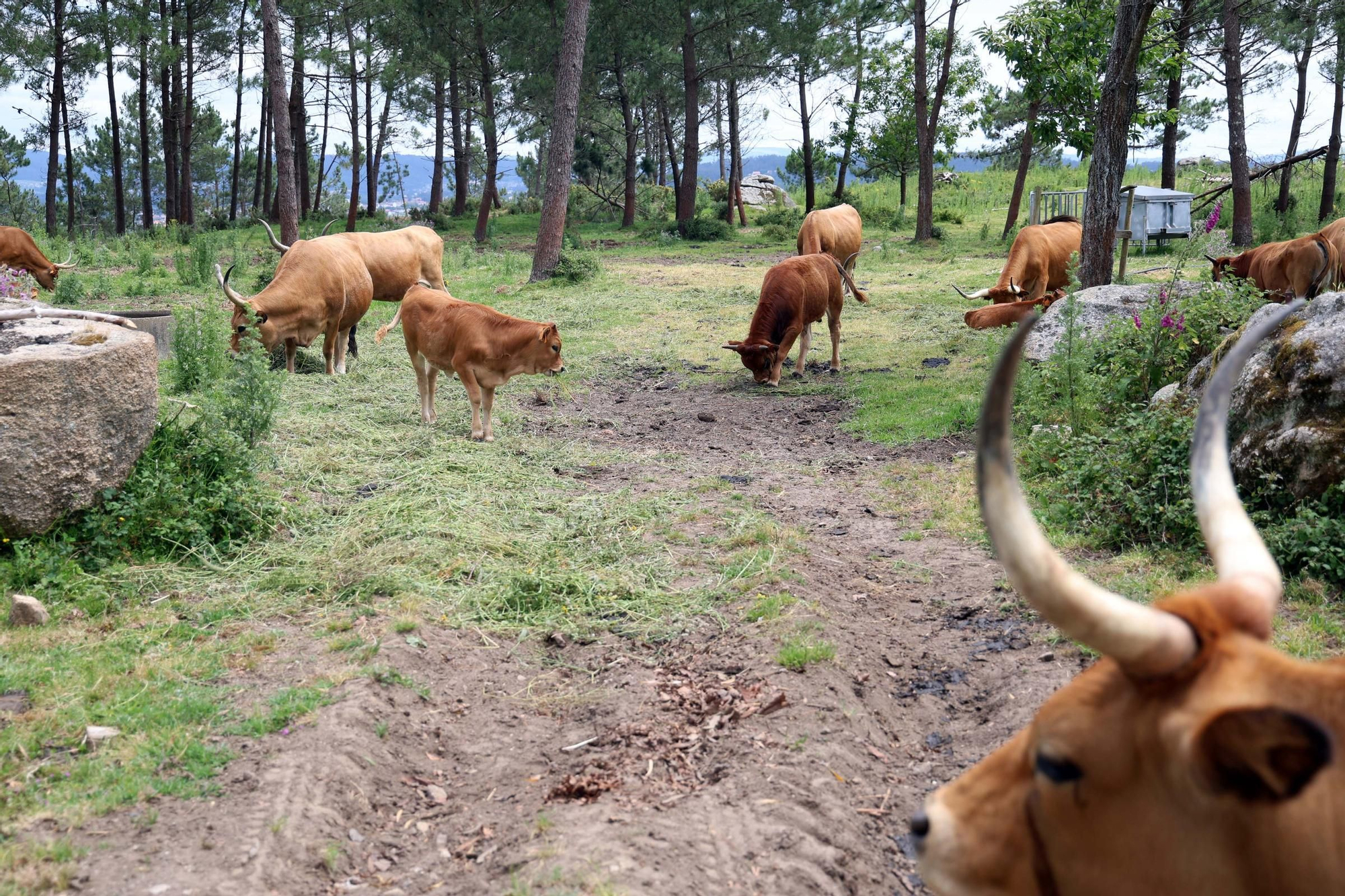 Celebración de la VI Festa da Vaca Cachena en los montes de San Vicente de O Grove.