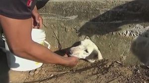 Rescat d’un gos atrapat en una claveguera al Perú.