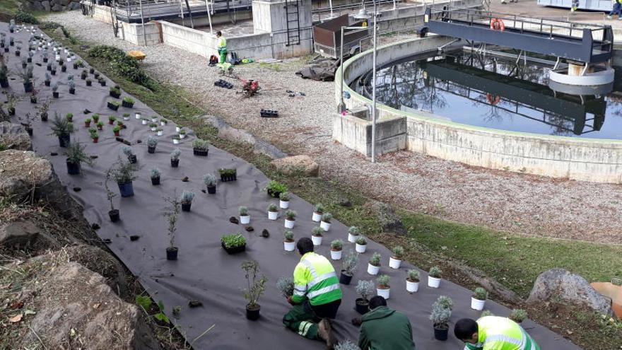 El jardí que s&#039;ha fet a la depuradora de Sant Joan les Fonts