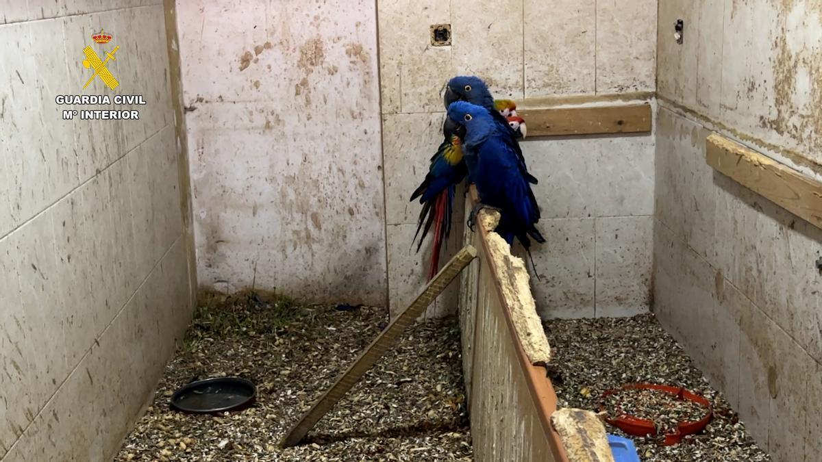 Vídeo: Intervenidos más de 500 ejemplares de aves exóticas protegidas en el interior de una vivienda