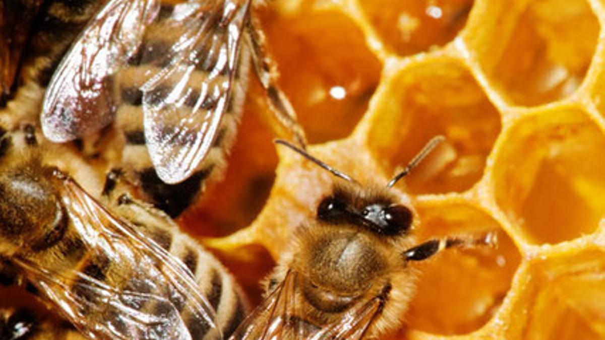 Abejas en un panal de miel.