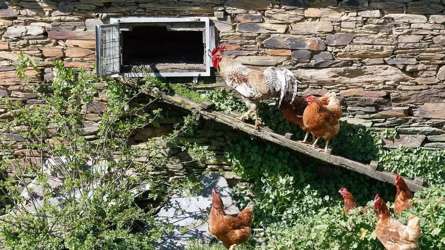 El &#039;destape&#039; de los gallineros en Galicia: el registro se triplica en solo cuatro meses