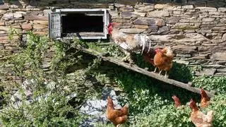El 'destape' de los gallineros en Galicia: el registro se triplica en solo cuatro meses
