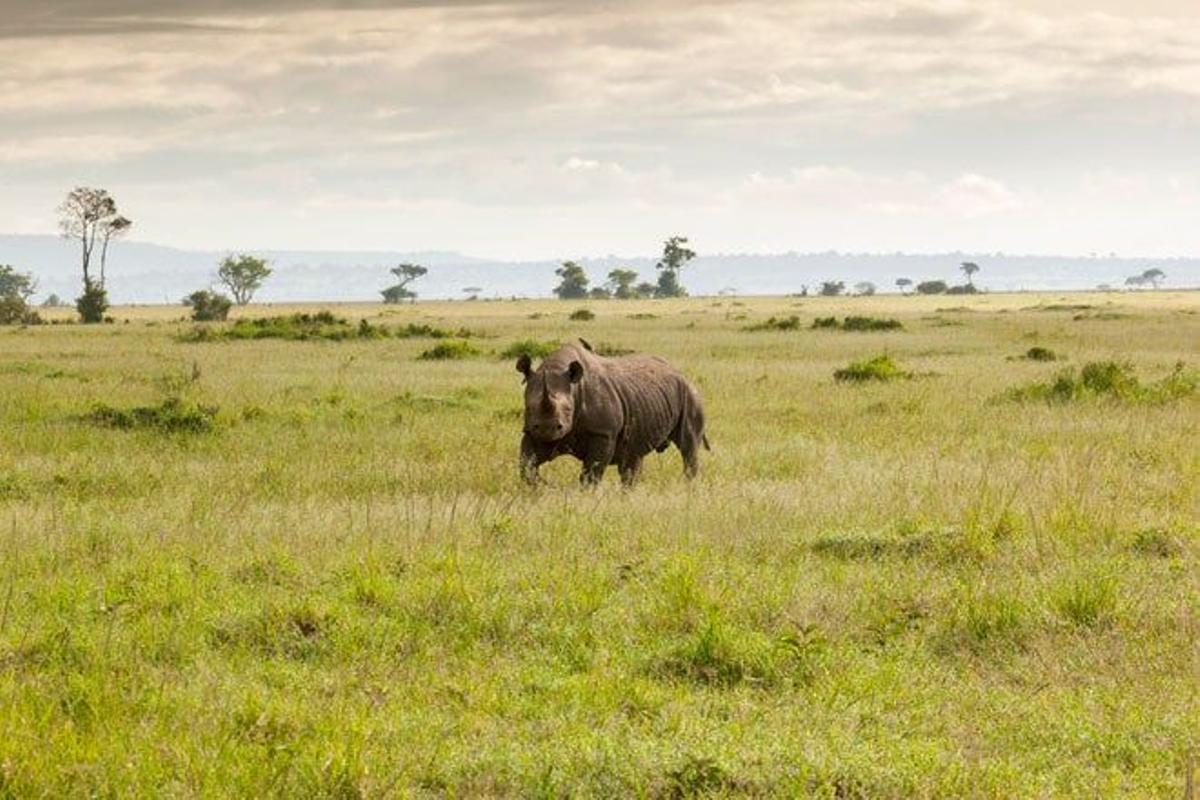 El rinoceronte es uno de los animales más difíciles de ver.