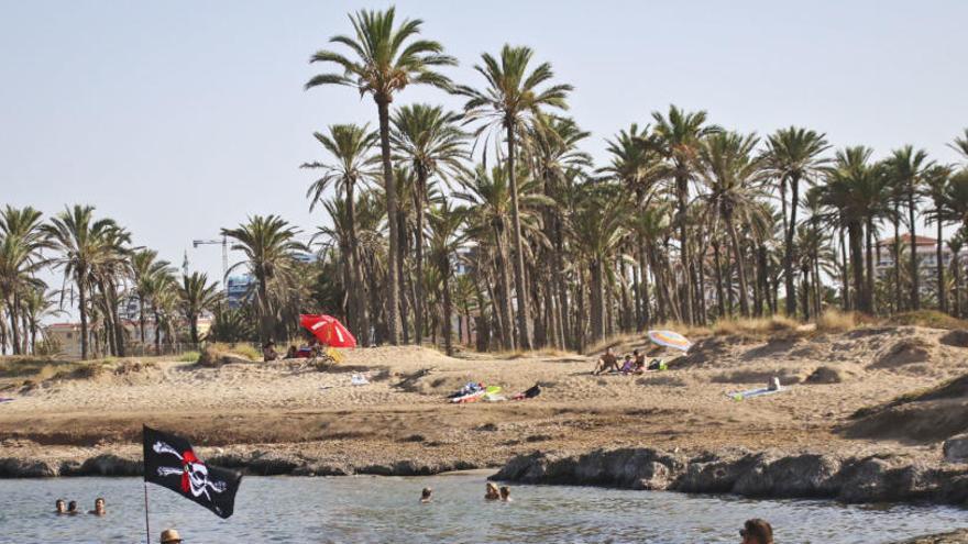 Imagen del palmeral de Ferrís, con el vallado al fondo