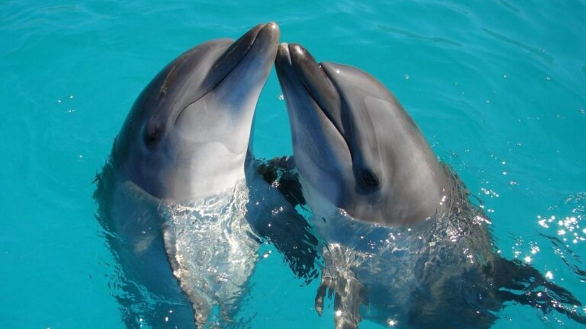 Los silbidos humanos nos ayudan a entender a los delfines