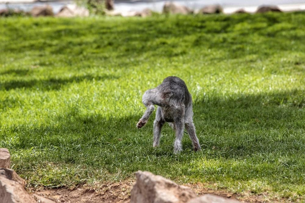 Reportaje: Gente con mascotas