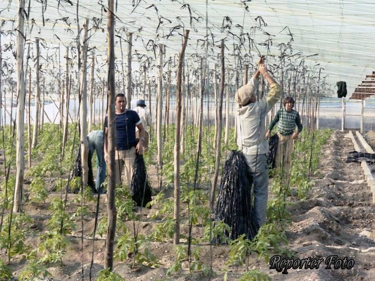 Trabajadores de Pascual Hermanos en los invernaderos recogiendo la cosecha.