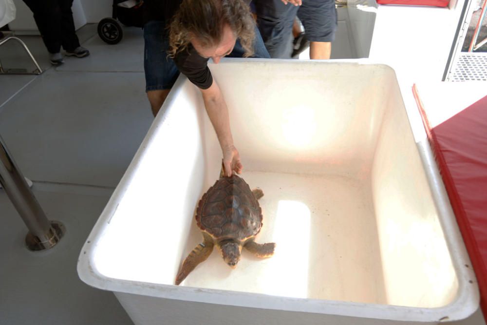 Comúnmente conocida como tortuga boba, este ejemplar se encontraba en el Centro de Recuperación de Especies Marinas Amenazadas (C.R.E.M.A) desde agosto del año pasado.