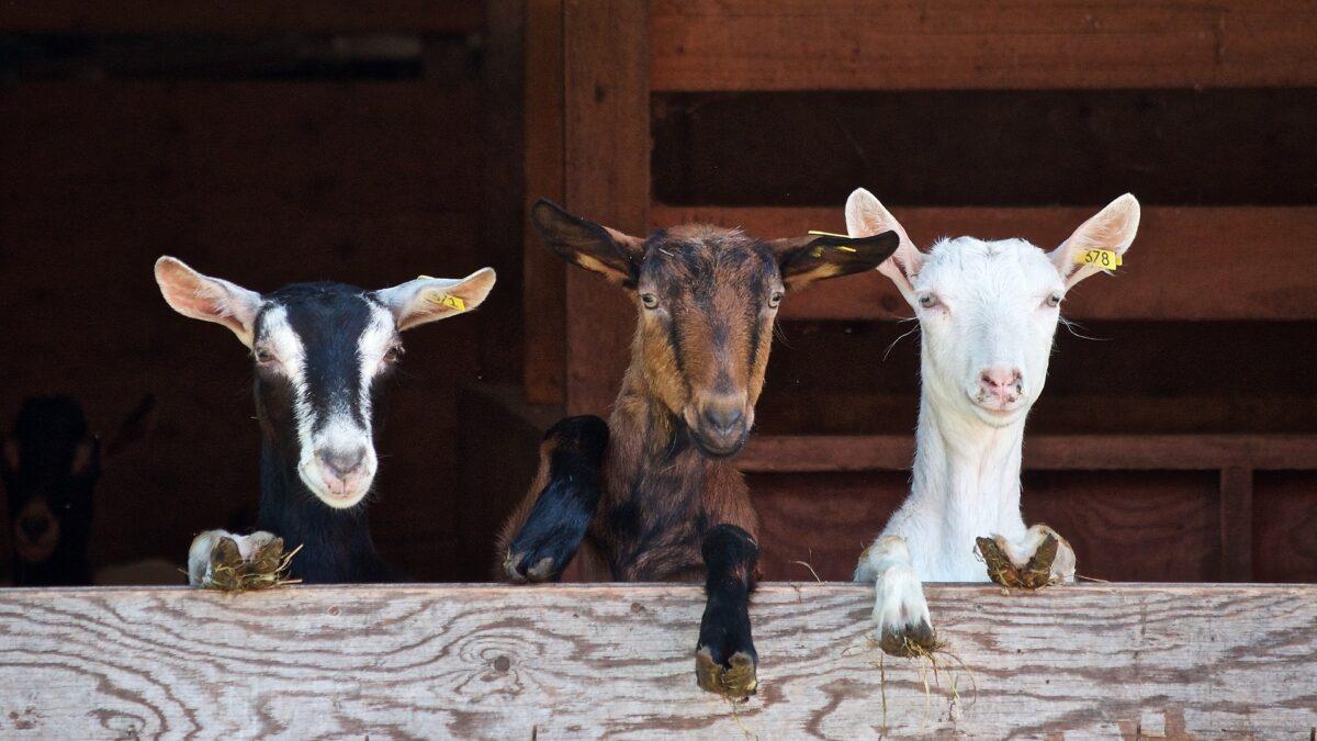 La sarna amenaza la cabaña de cabras hispánicas en la Comunidad Valenciana