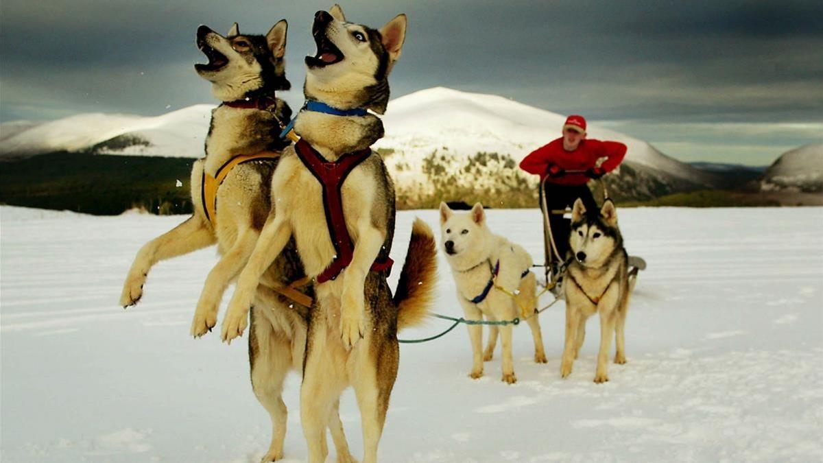 abertran462663 a huskie dog team enjoy the snow outside aviemore in scotlan170802091350