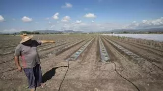 Los costes de producción del marjal de Sagunt empiezan al fin a reducirse