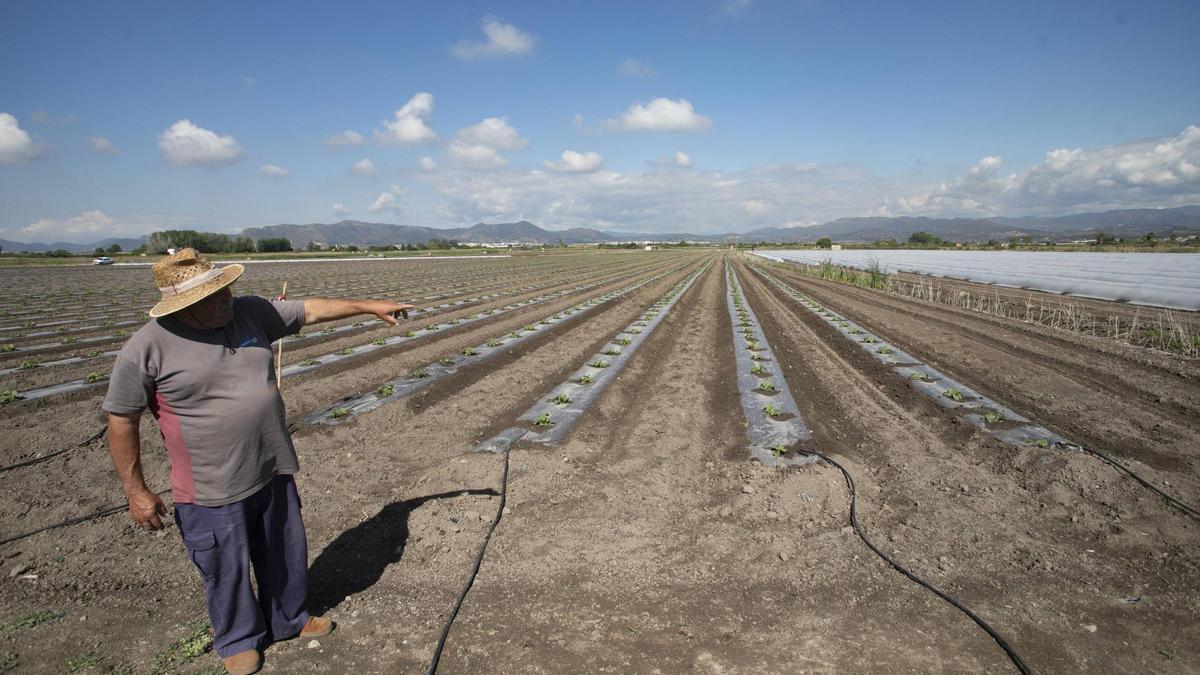 Vista de la zona de cultivo en el marjal.